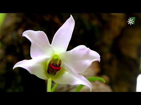 Orquidario de Estepona, Málaga