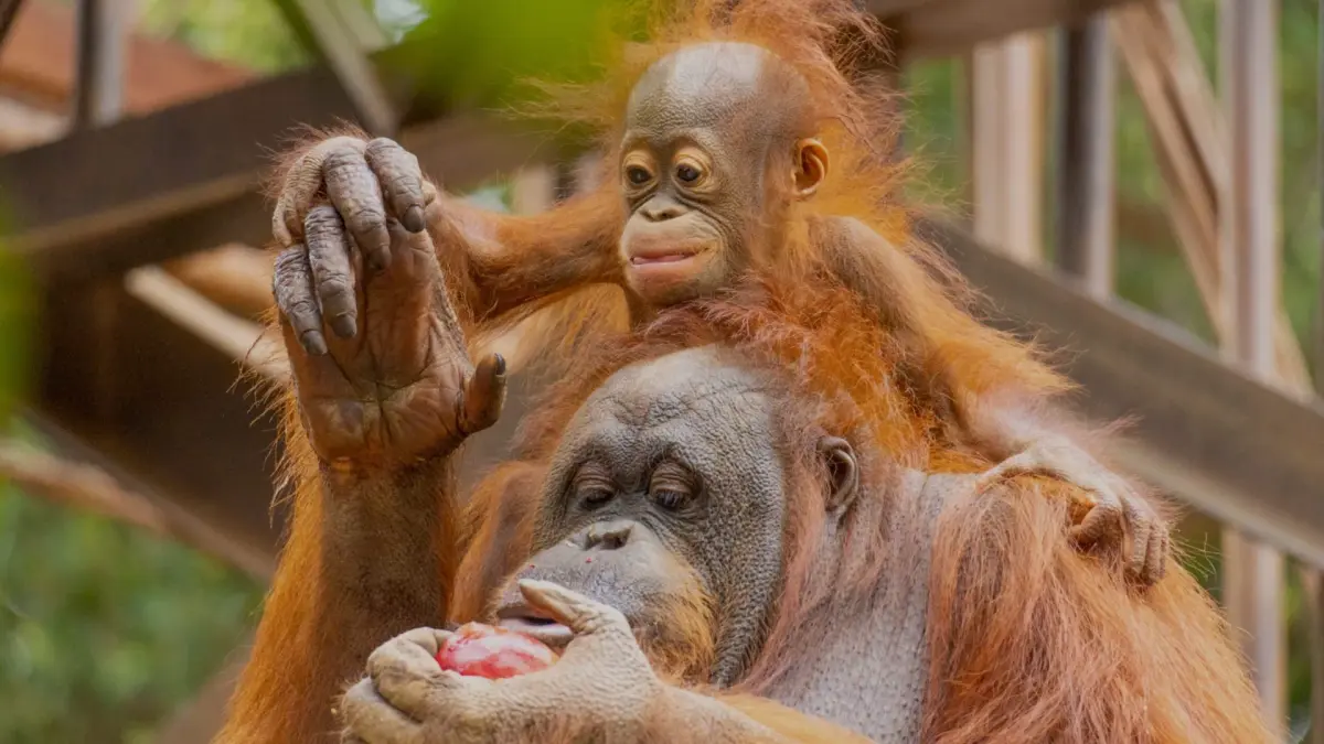 Bioparc Fuengirola Imagen de Portada