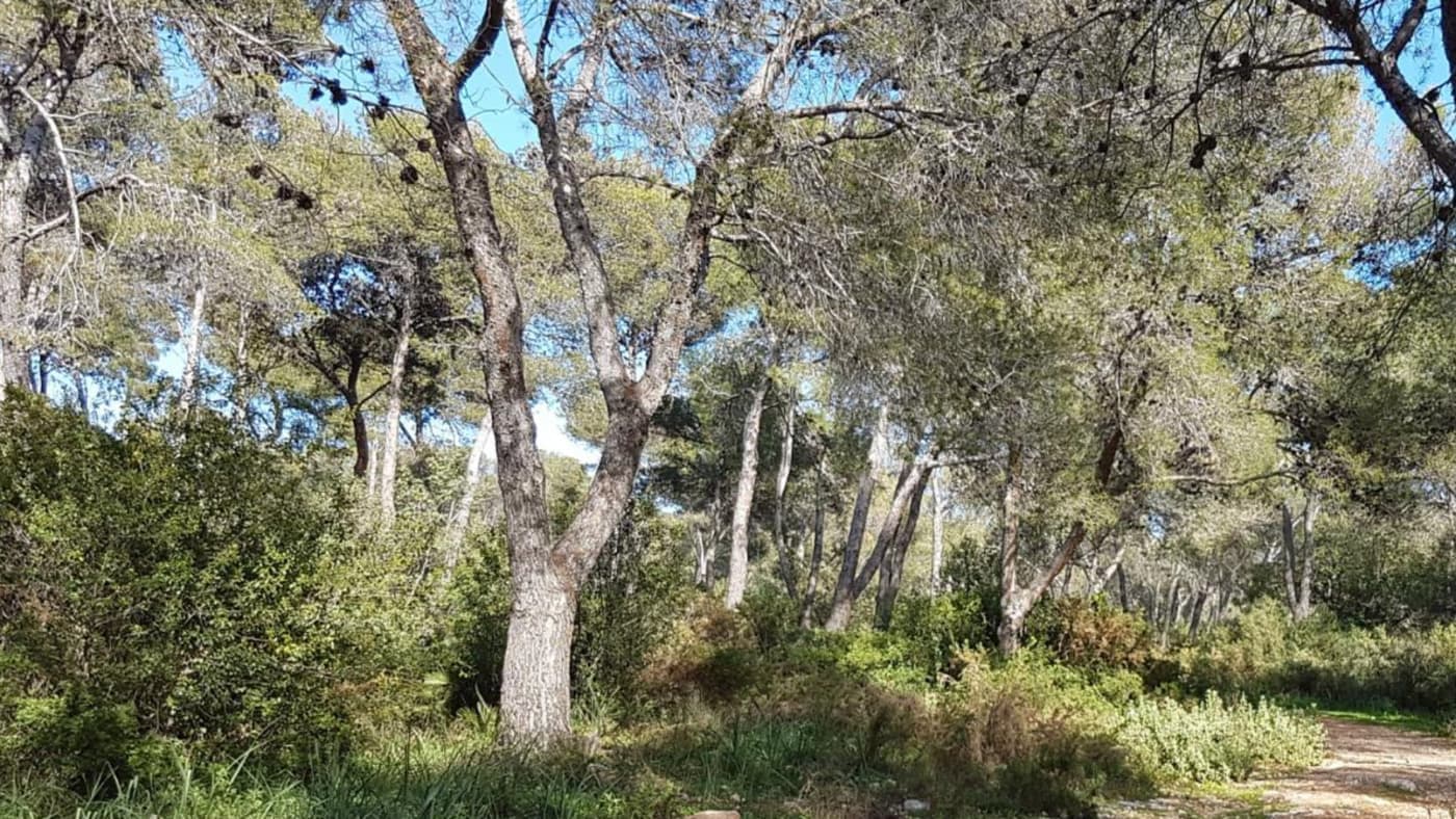 El Pinar de Elviria Imagen de Galería 2
