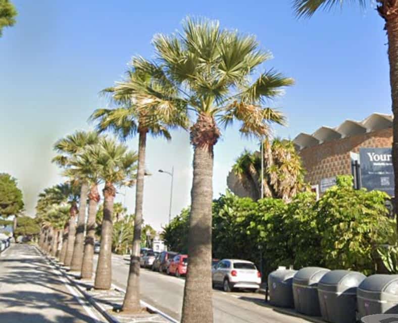 Avenida Pilar Calvo Logo